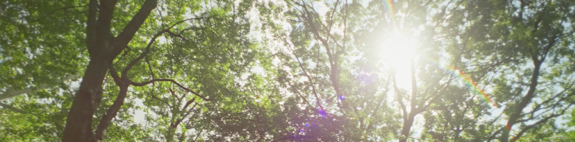 Sunlight streaming through the green tree canopy