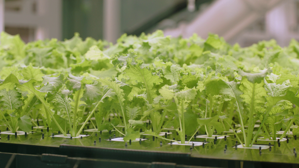 Inside the Robot-Run Farm Feeding  Singapore’s Families in Need
